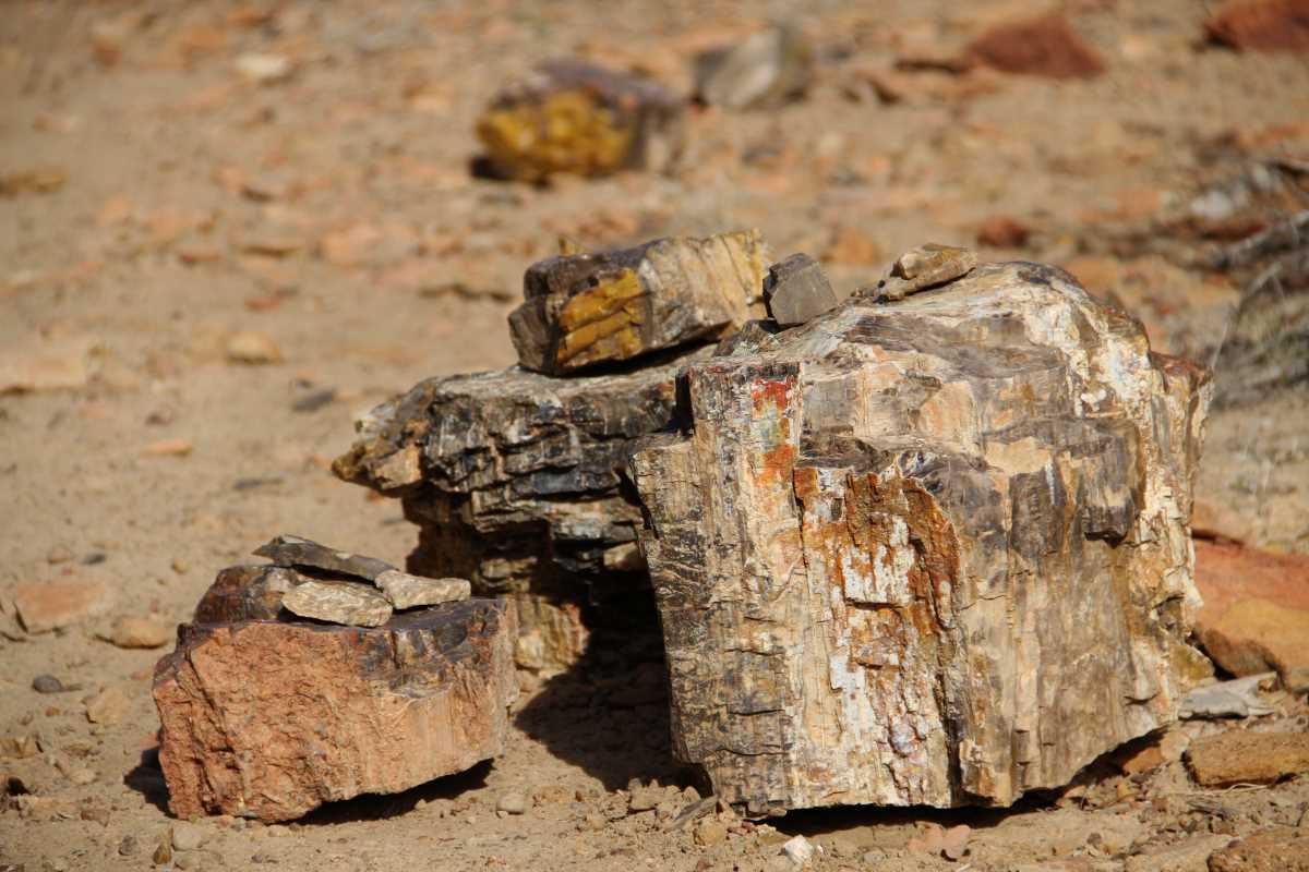 Escalante Petrified Forest State Park