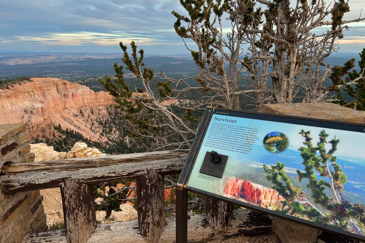 Bristlecone Loop