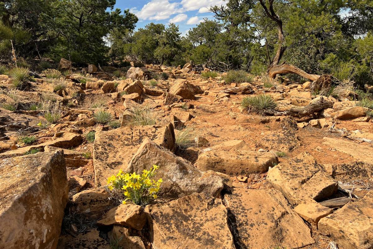Old Wagon Trail